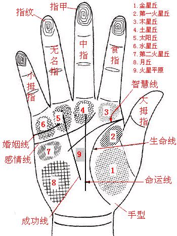 掌相分析|手相解析大全